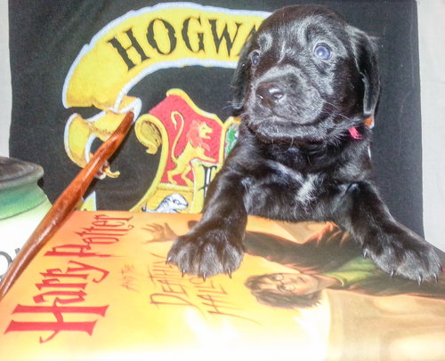 Zp Litter Ginny - ADOPTED 07.04.16