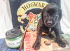 Zp Litter Ginny - ADOPTED 07.04.16