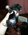 Zp Litter Hedwig - ADOPTED 07.14.16