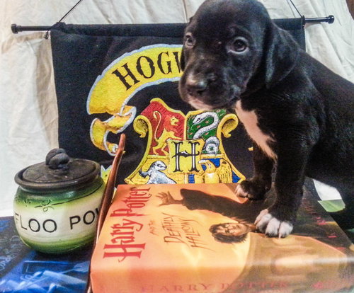 Zp Litter Hedwig - ADOPTED 07.14.16