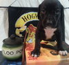 Zp Litter Hedwig - ADOPTED 07.14.16