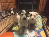 Aq Litter Ramone - ADOPTED 05.16.16