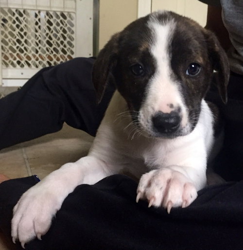 Aq Litter Ramone - ADOPTED 05.16.16