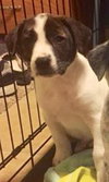 Aq Litter Ramone - ADOPTED 05.16.16