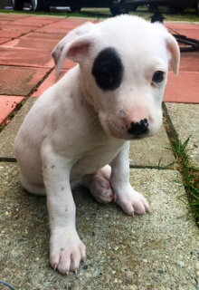 Aq Litter Lightning - ADOPTED 05.18.16