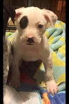 Aq Litter Lightning - ADOPTED 05.18.16