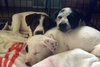 Aq Litter Lightning - ADOPTED 05.18.16