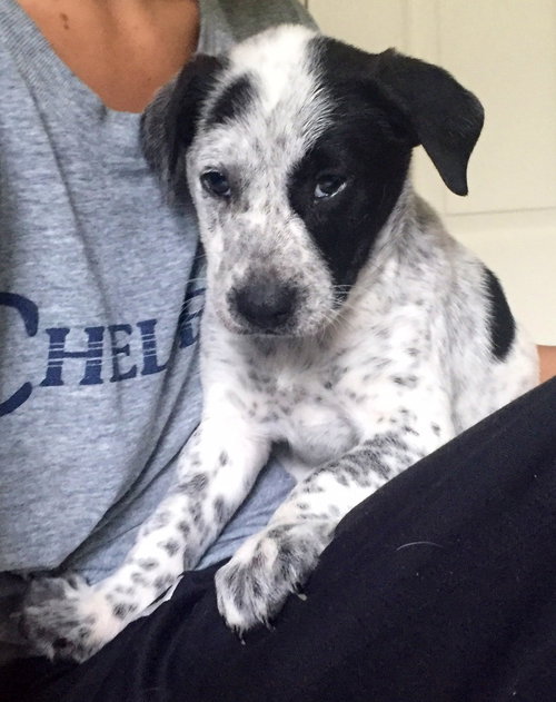 Aq Litter Mater - ADOPTED 05.16.16