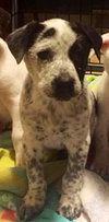 Aq Litter Mater - ADOPTED 05.16.16