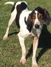 Sherman - ADOPTED 9.23.16
