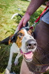 Sherman - ADOPTED 9.23.16