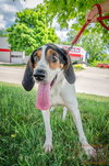 Sherman - ADOPTED 9.23.16