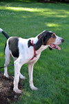 Sherman - ADOPTED 9.23.16