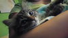 Db litter Shelby - ADOPTED 05.17.16