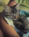 Db litter Shelby - ADOPTED 05.17.16