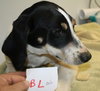 Bq Litter Marshall - ADOPTED 05.22.16