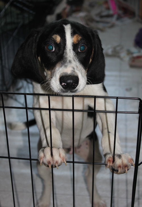 Bq Litter Marshall - ADOPTED 05.22.16