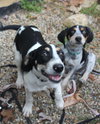 Bq Litter Marshall - ADOPTED 05.22.16