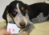 Bq Litter Archibald - ADOPTED 05.22.16