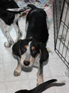 Bq Litter Archibald - ADOPTED 05.22.16