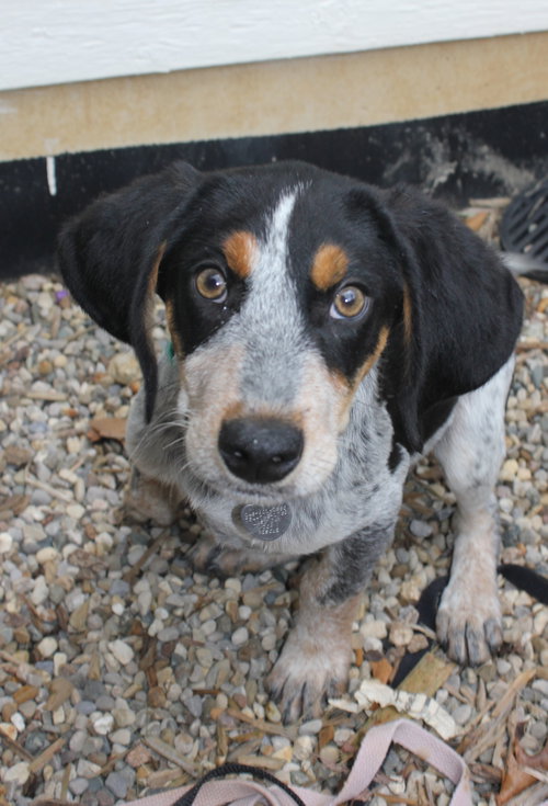 Bq Litter Archibald - ADOPTED 05.22.16