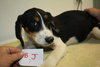Bq Litter Mosley - ADOPTED 05.20.16