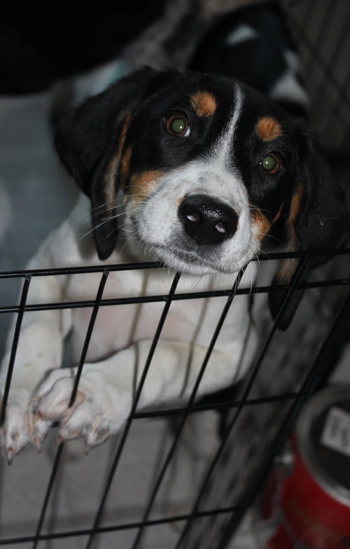 Bq Litter Mosley - ADOPTED 05.20.16