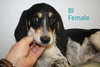 Bq Litter Olivia - ADOPTED 06.21.16