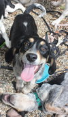 Bq Litter Olivia - ADOPTED 06.21.16