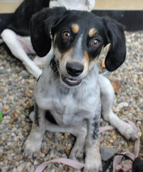 Bq Litter Olivia - ADOPTED 06.21.16