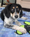 Bq Litter Olivia - ADOPTED 06.21.16