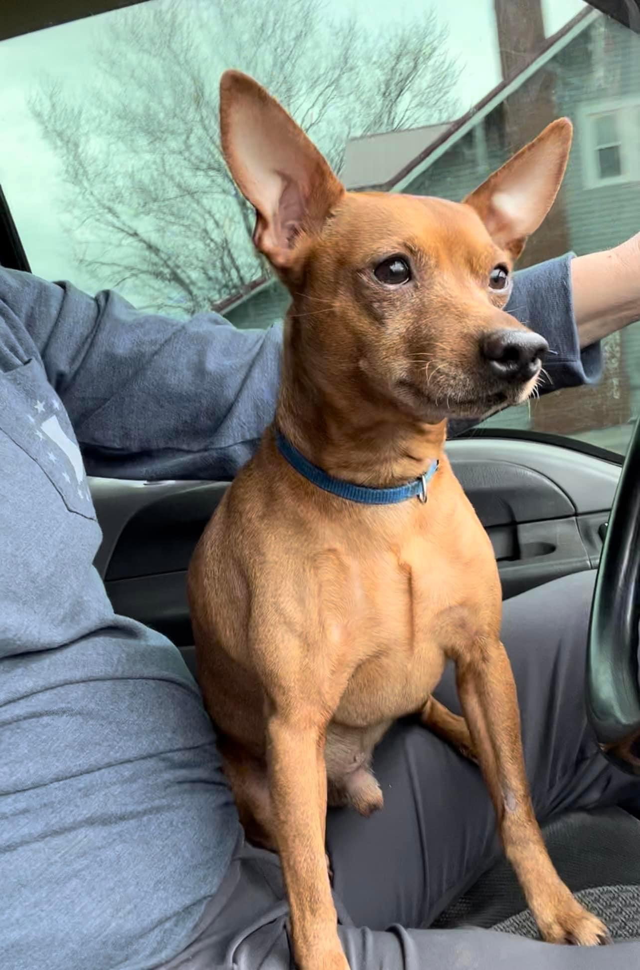 Dog for Adoption Noki, a Miniature Pinscher in Zionsville, IN Alpha Paw