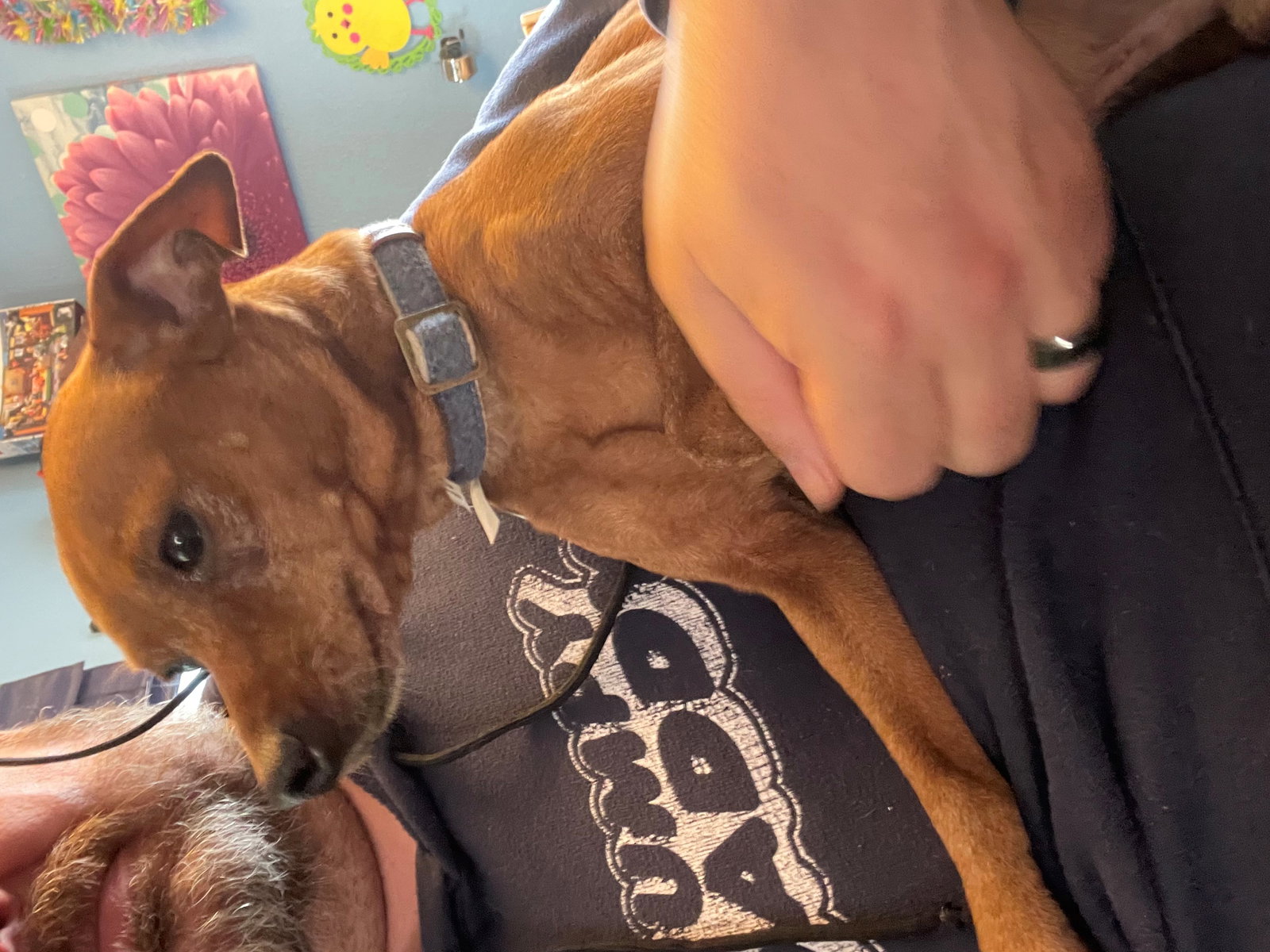 Dog for Adoption Noki, a Miniature Pinscher in Zionsville, IN Alpha Paw