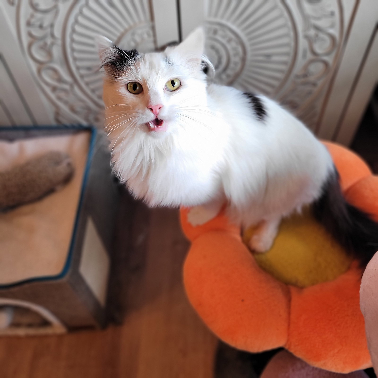 Cats for Adoption in Jonesboro, Indiana Alpha Paw