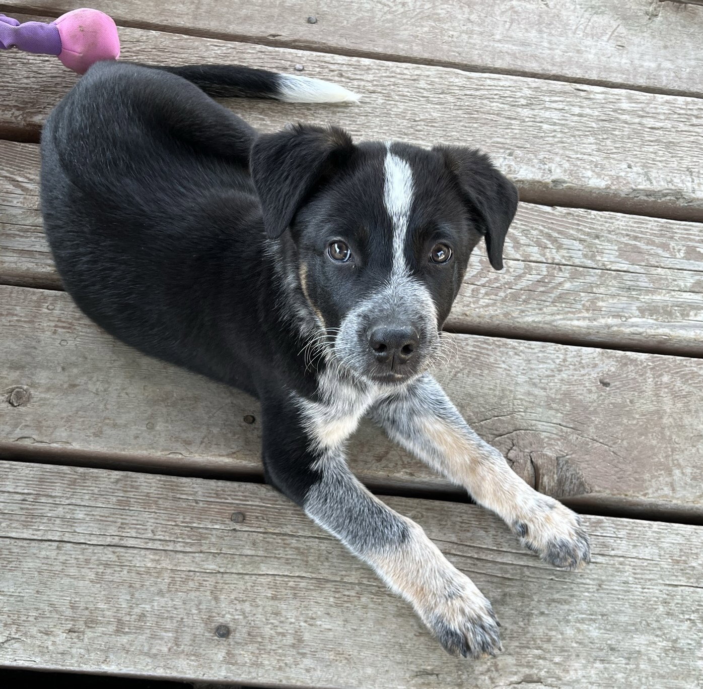 Dog for Adoption Dawson (Adoption Pending), a Cattle Dog in