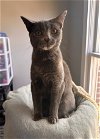 adoptable Cat in fishers, in, IN named Roller Derby Queen (bonded w Willie McCoy Slim)