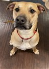 adoptable Dog in fishers, IN named Dax
