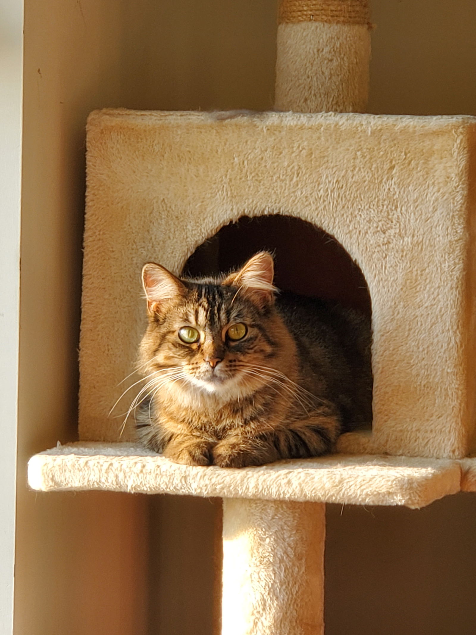 adoptable Cat in Fishers, IN named Janey Lane