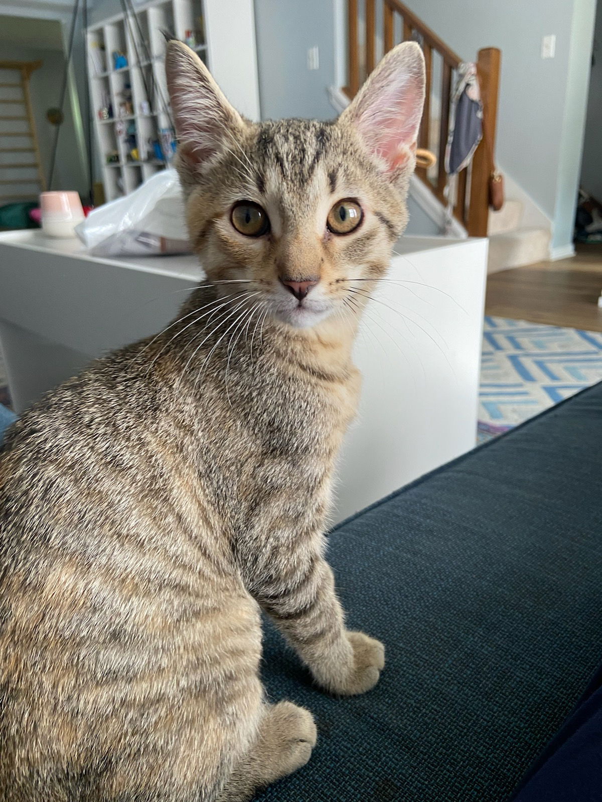 adoptable Cat in Fishers, IN named Dorothea Margot