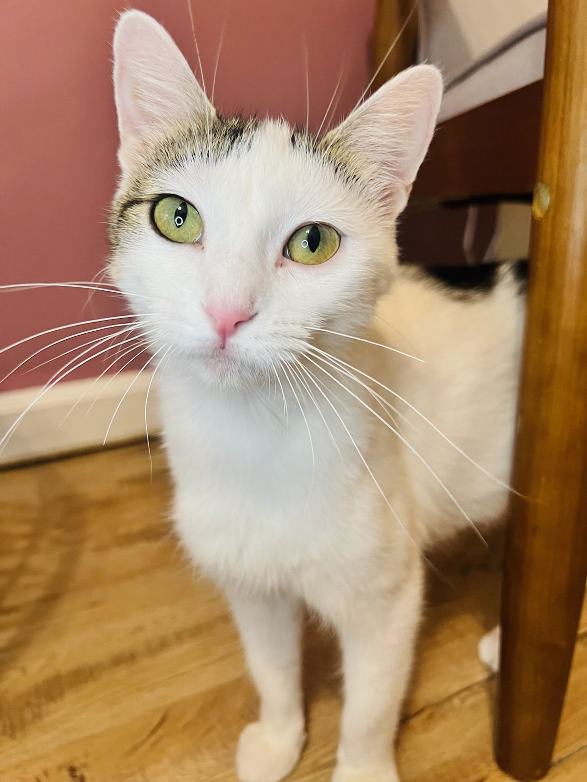 adoptable Cat in Fishers, IN named Linda Flynn-Fletcher