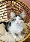 adoptable Cat in  named Candace Flynn (bonded w Ferb)