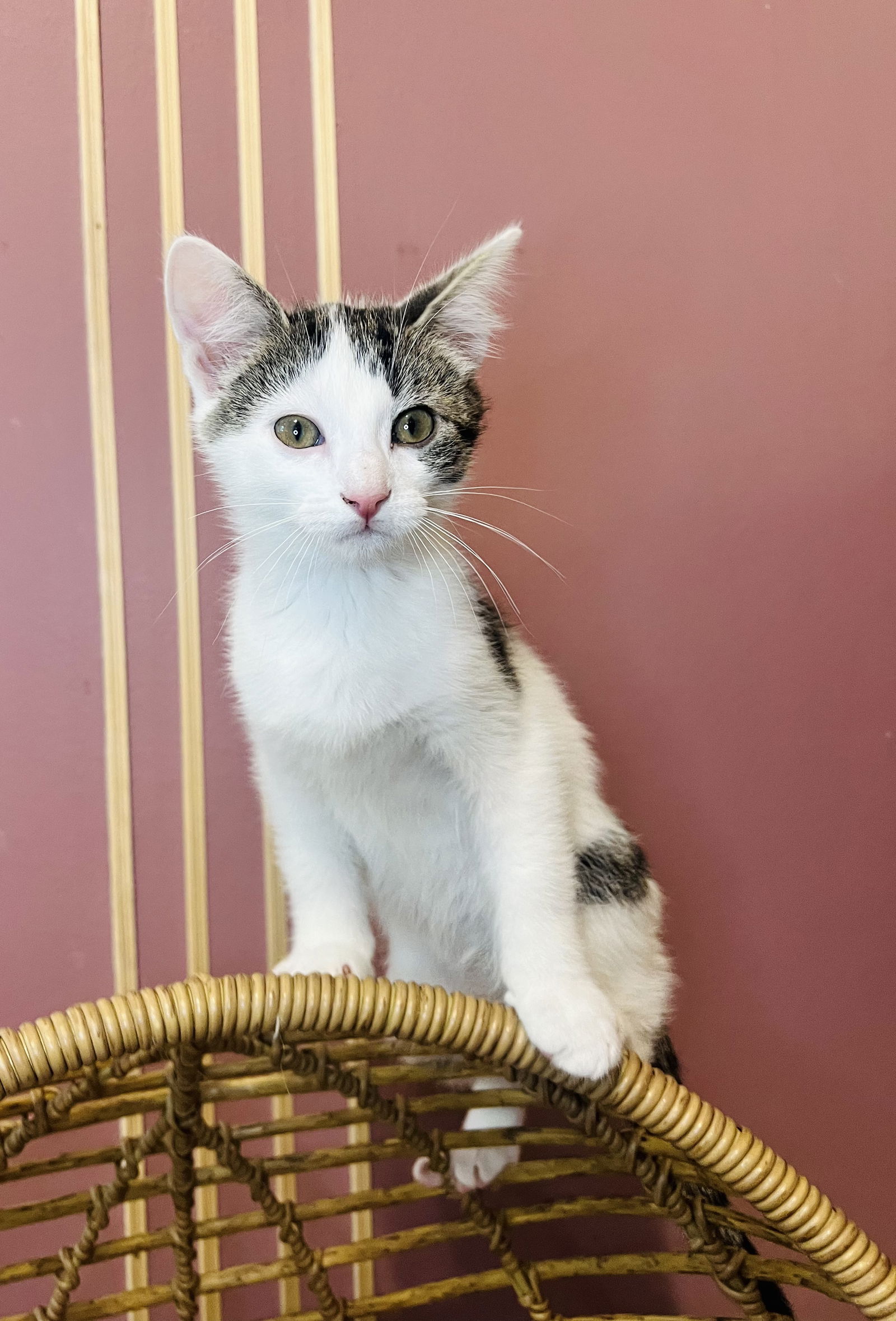 adoptable Cat in Fishers, IN named Ferb Fletcher (bonded w Candace)