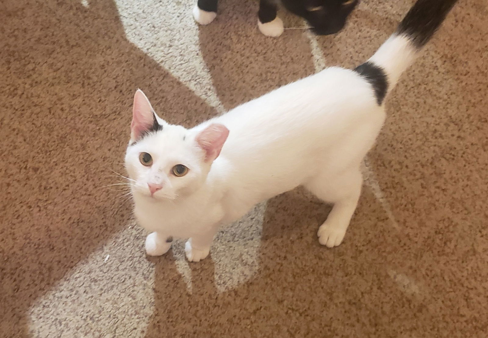 adoptable Cat in Fishers, IN named Padma