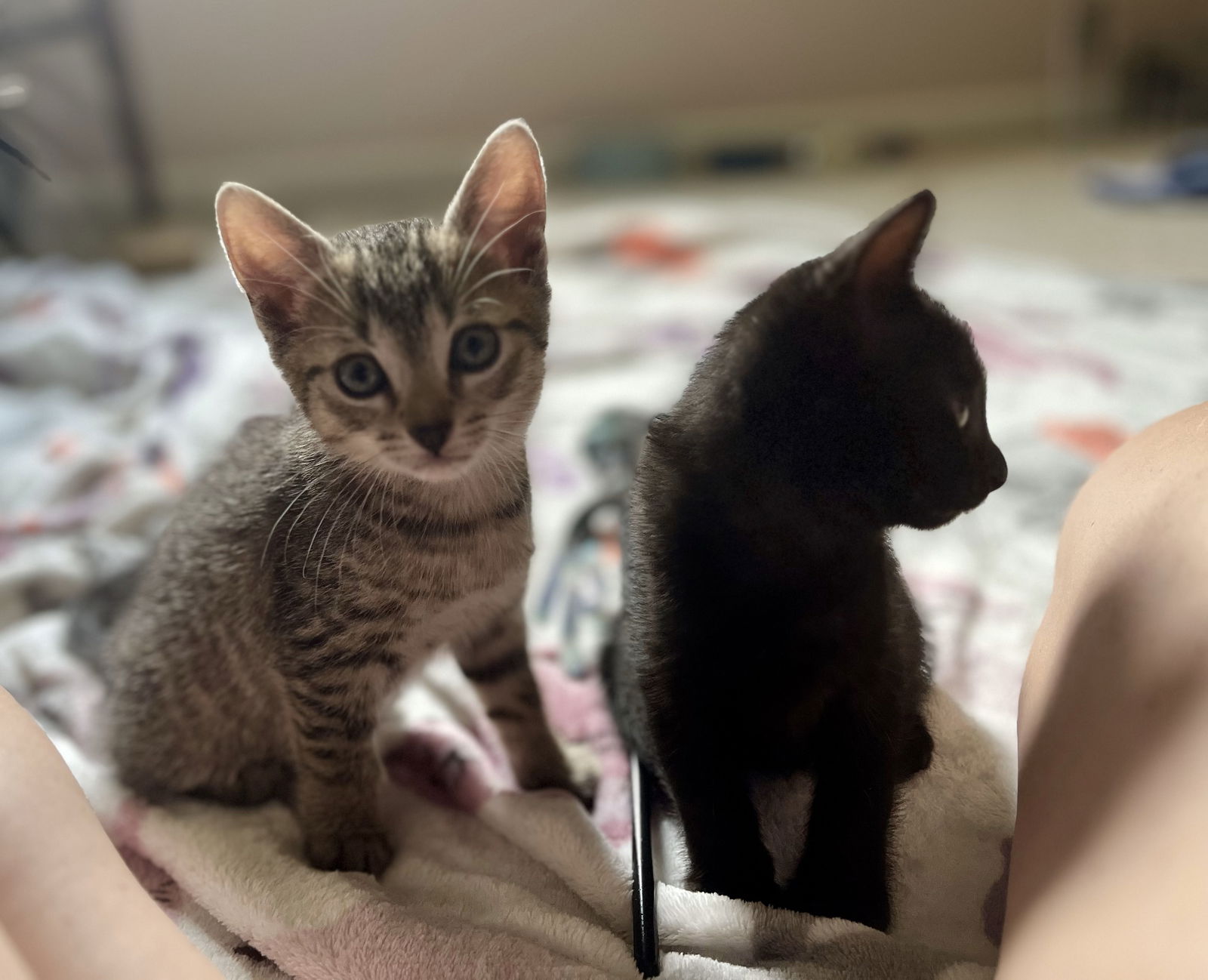 adoptable Cat in Fishers, IN named Shuga