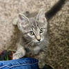 adoptable Cat in Fishers, IN named Simon Basset