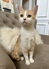 adoptable Cat in , IN named Marigold (Bonded w/ kitten Sunflower)