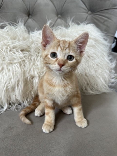 adoptable Cat in Fishers, IN named Buzz Buzz