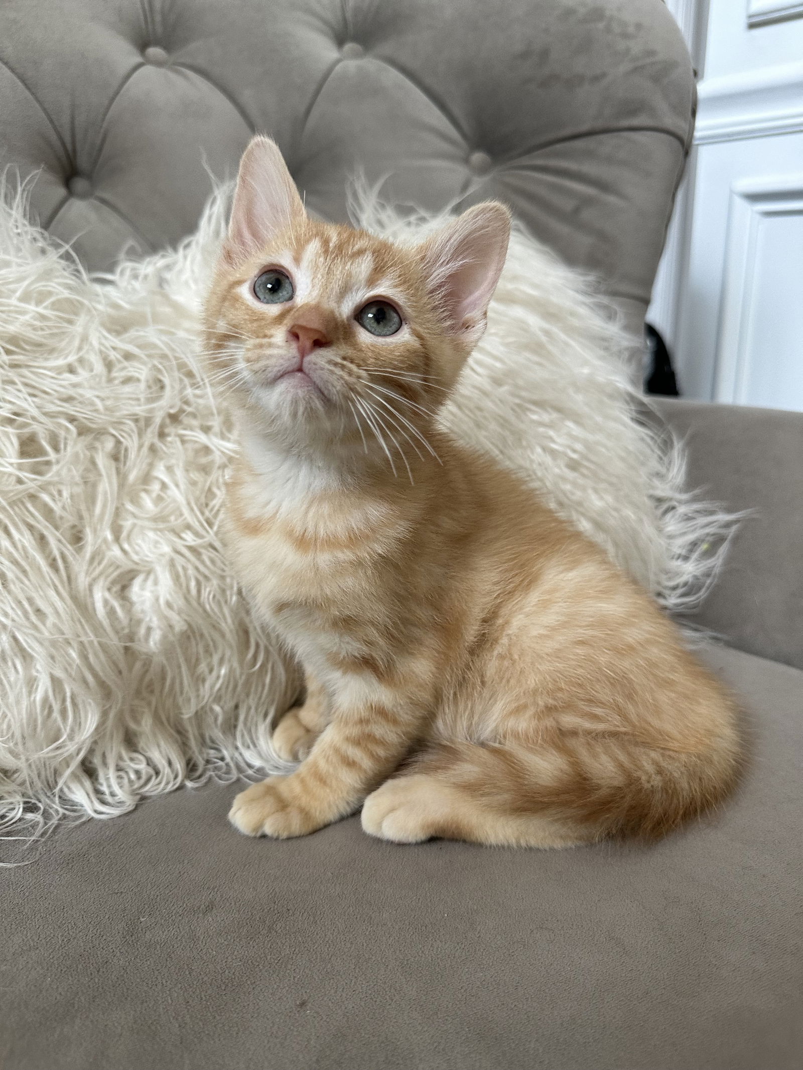 adoptable Cat in Fishers, IN named Bumble Bee