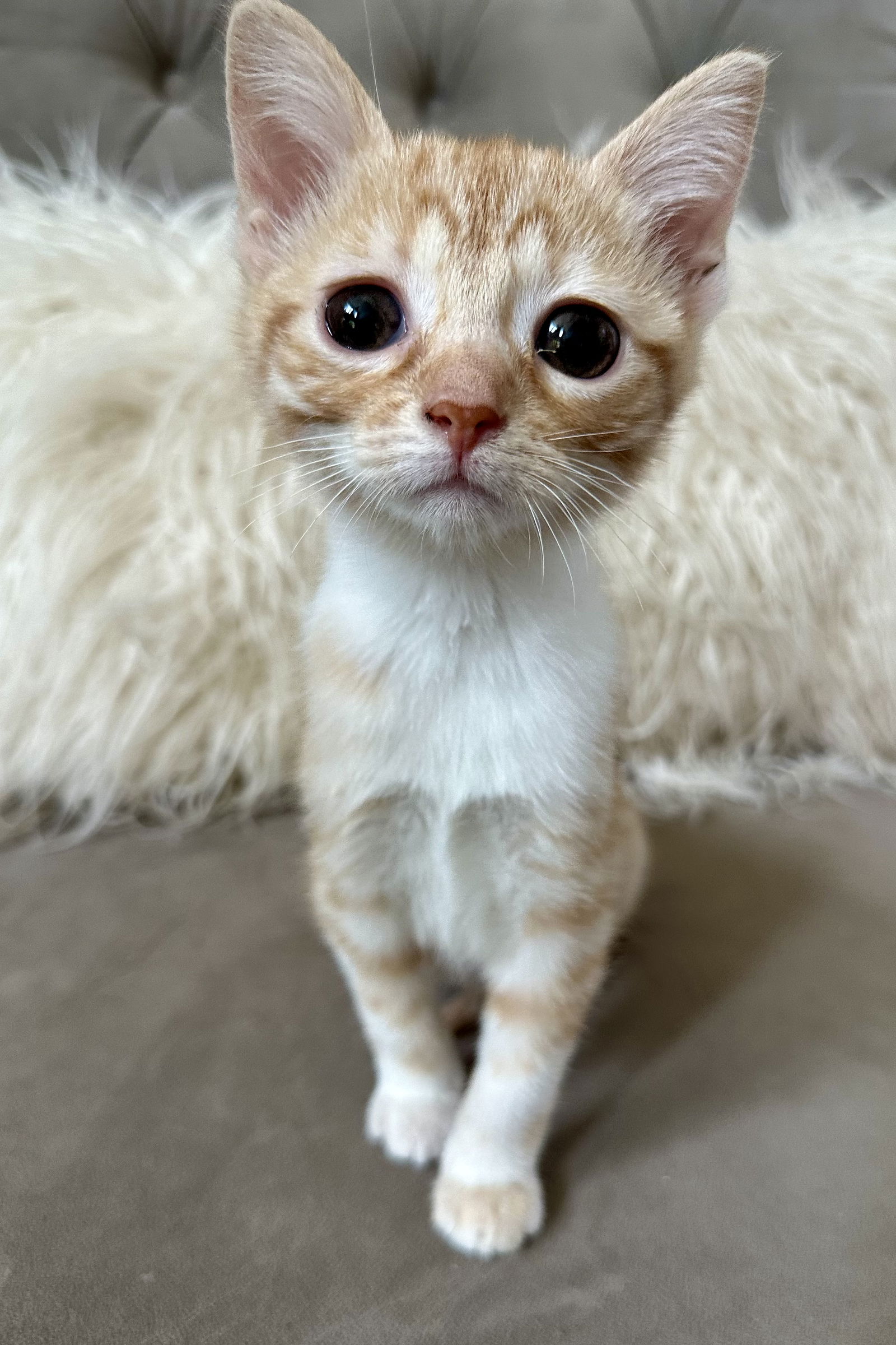 adoptable Cat in Fishers, IN named Sunflower (Bonded w/ Mom Marigold)