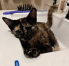 adoptable Cat in , IN named Mildred Cece